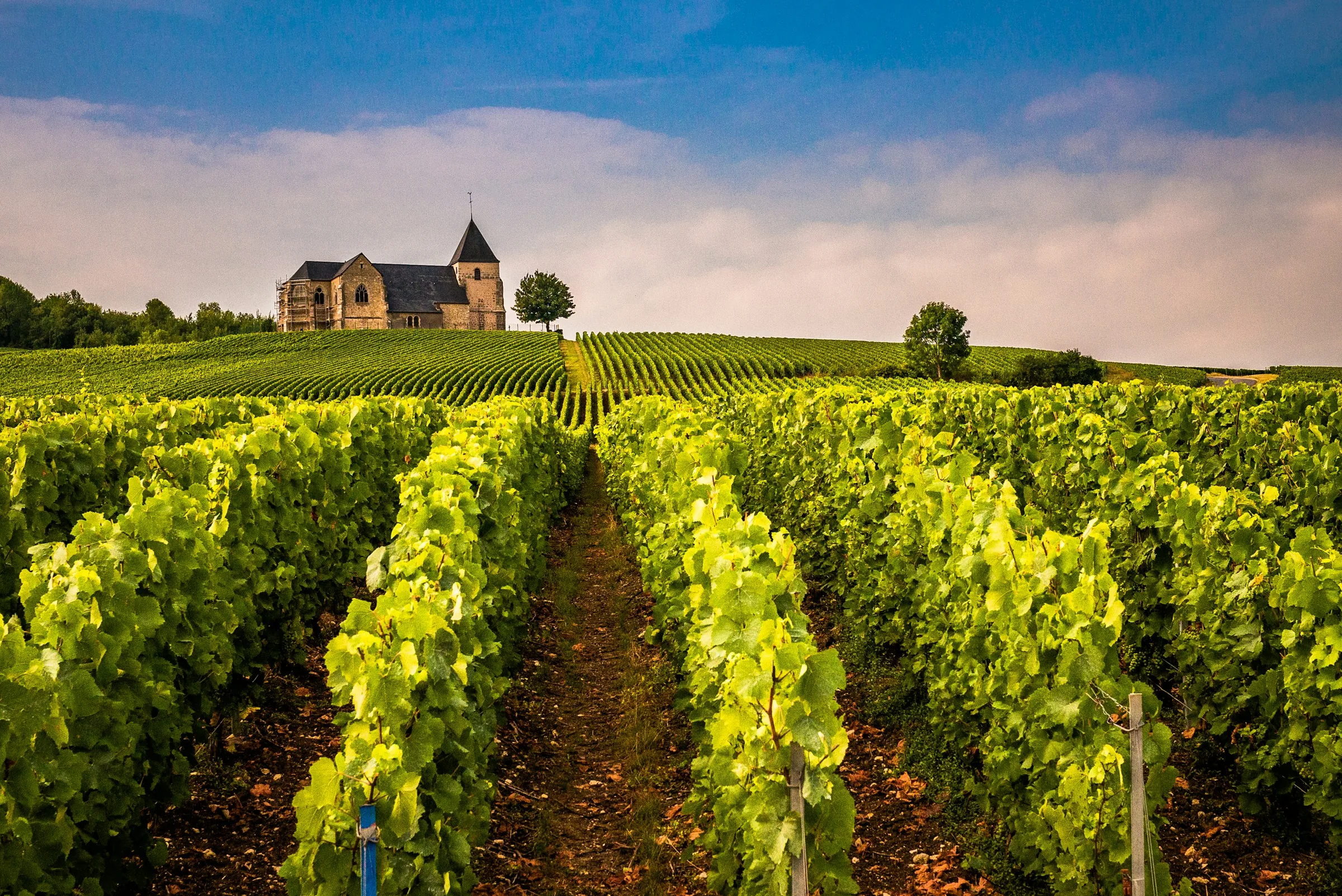 Rangs de vigne du vignoble de Chablis en Bourgogne, à proximité du gîte