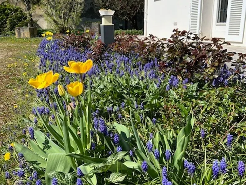 Tulips and grape hyacinths in flower in the garden in spring