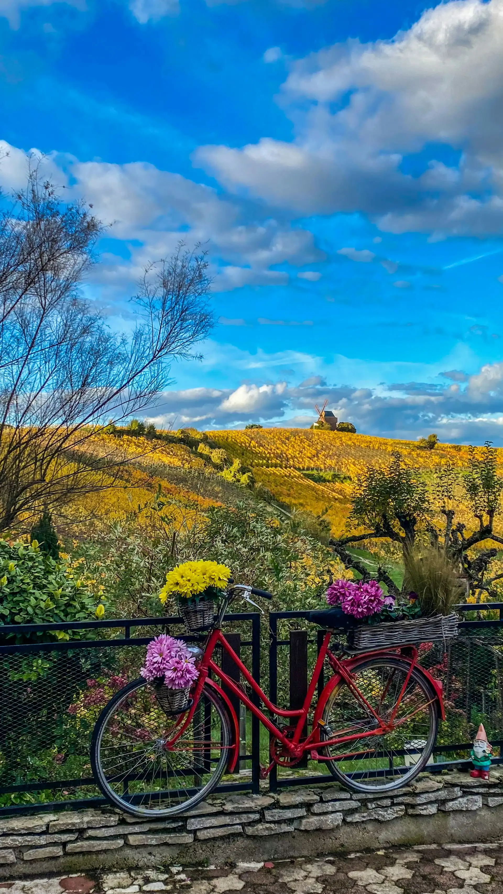 Vélo devant les rangs de vigne bourguignons